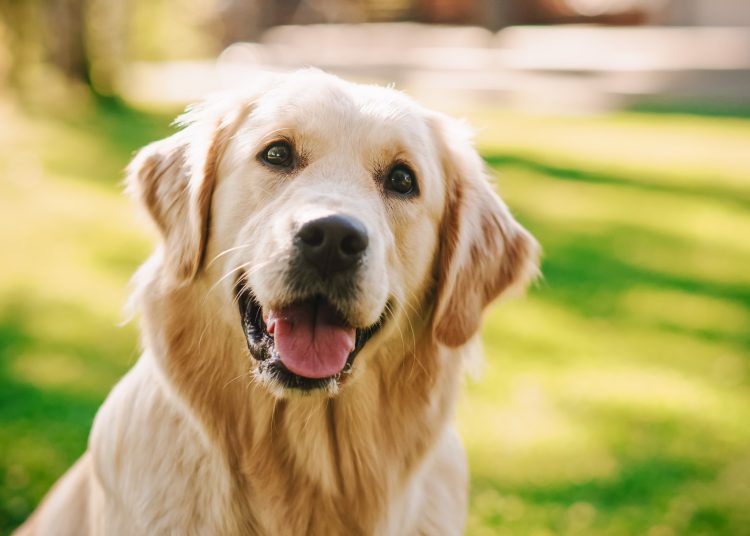 Golden Retriever