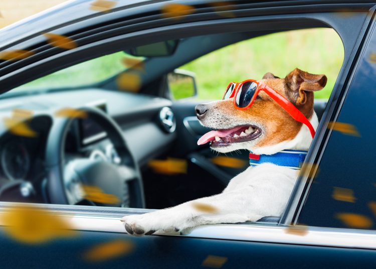 σκύλος οδηγεί αυτοκίνητο