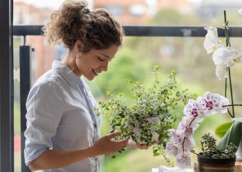 φυτά στο σπίτι