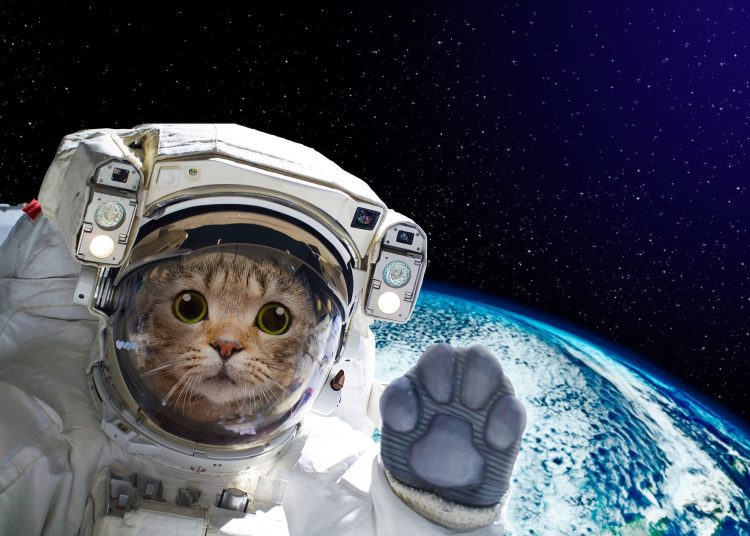 γάτα αστροναύτης