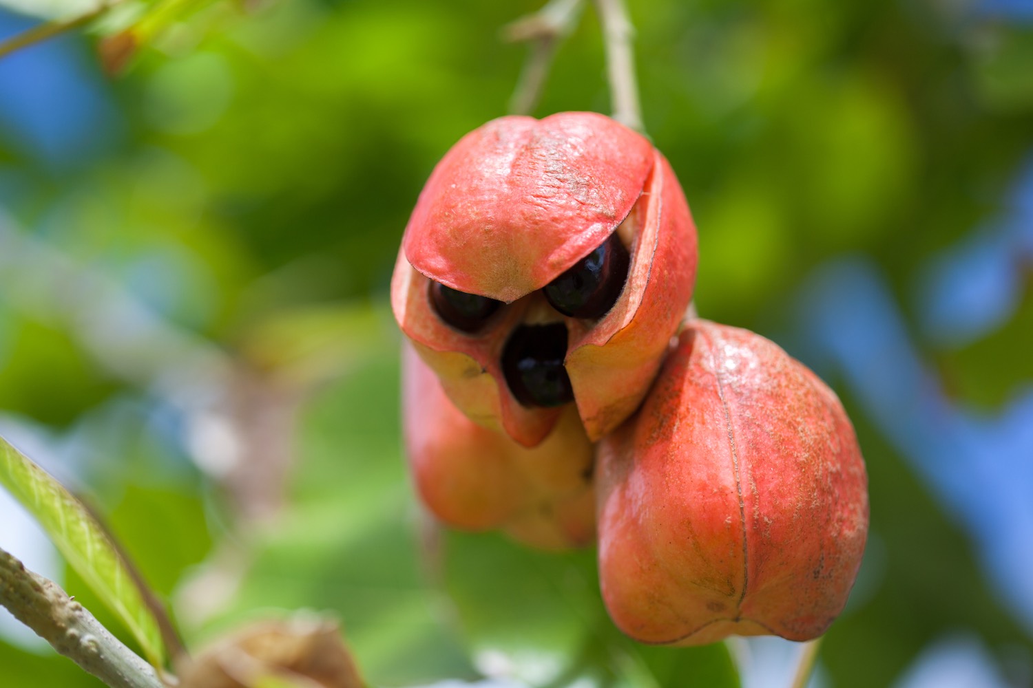 Ackee fruit