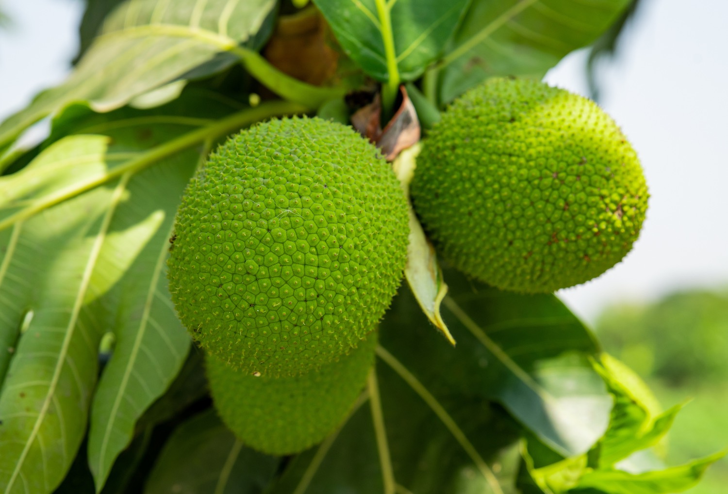 Breadfruit