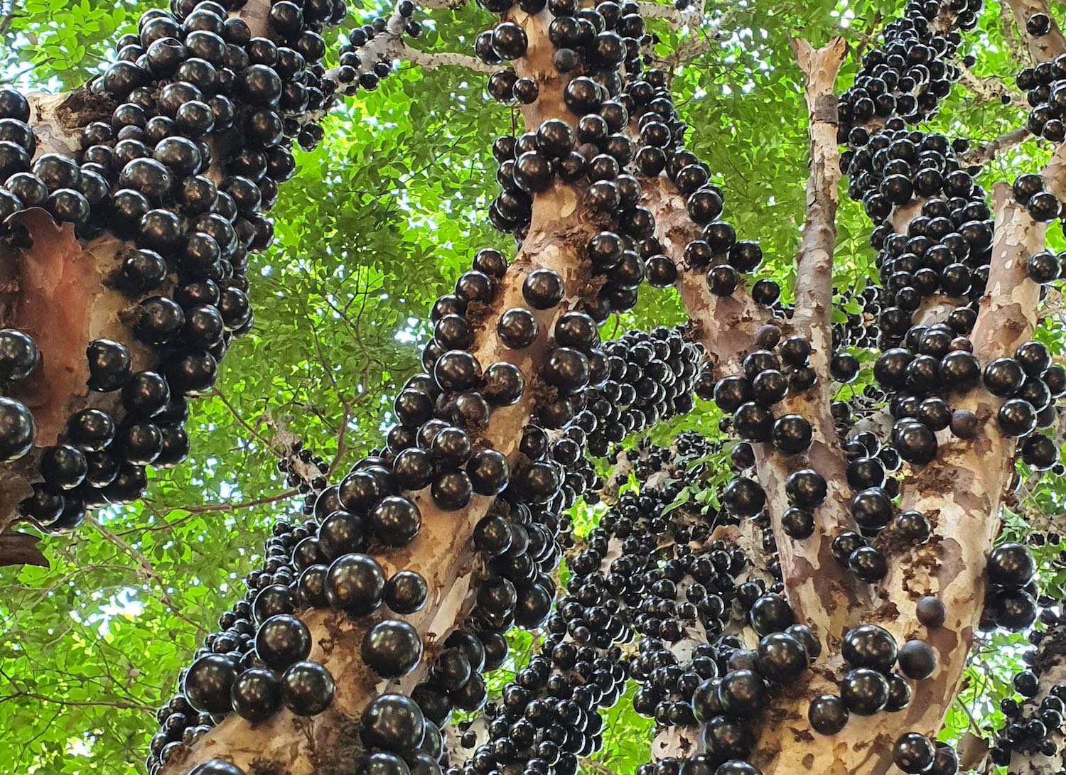 Jabuticaba Fruit