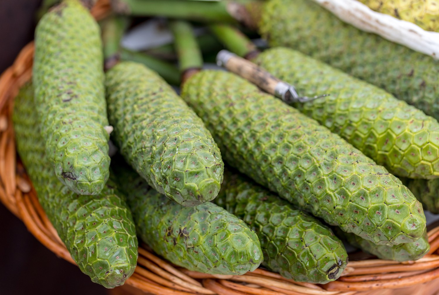 Mexican breadfruit