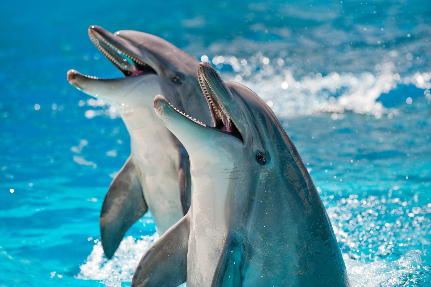 έξυπνα δελφίνια