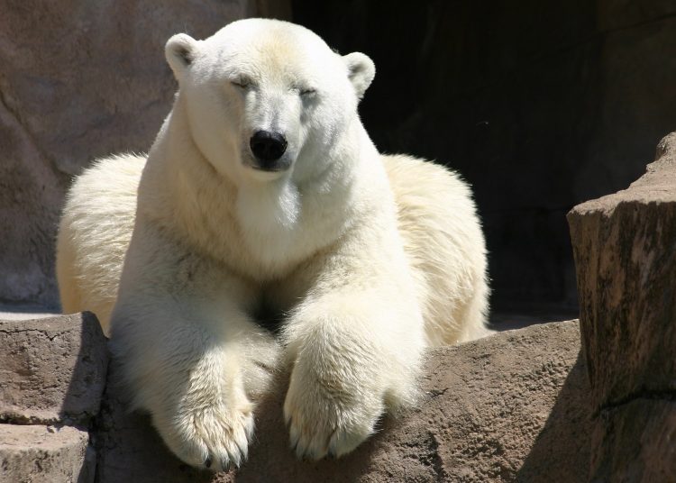 το πείραμα της λευκής αρκούδας