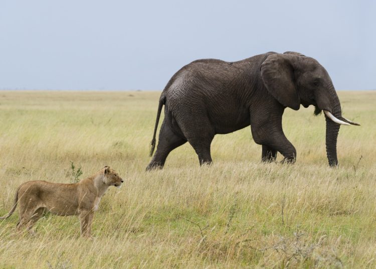 Λιοντάρι και ελέφαντας