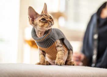 ακριβές ράτσες γάτας