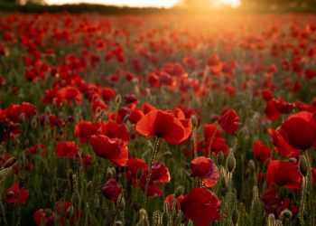 παπαρούνες