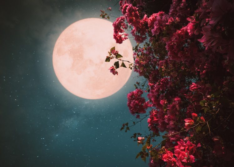 ροζ φεγγάρι - πανσέληνος της άνοιξης