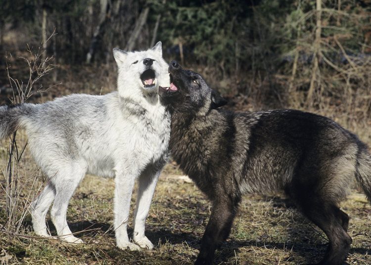 δύο λύκοι