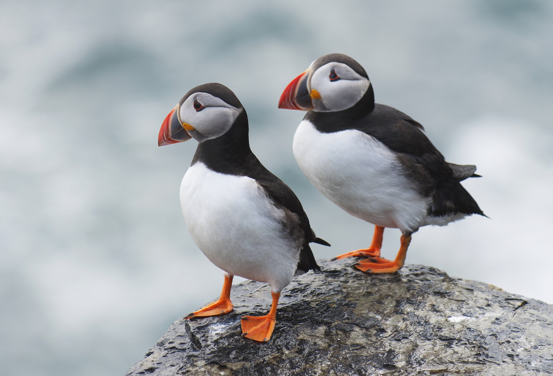 Puffins