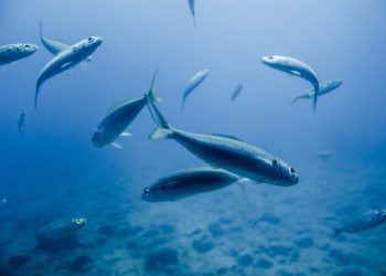 Διψάνε τα ψάρια;