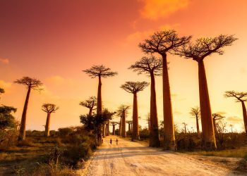 Μαδαγασκάρη
