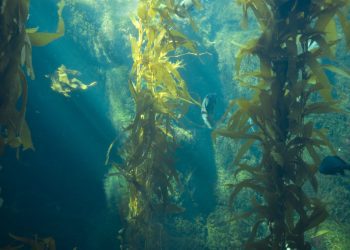 Θαλασσινά βρύα