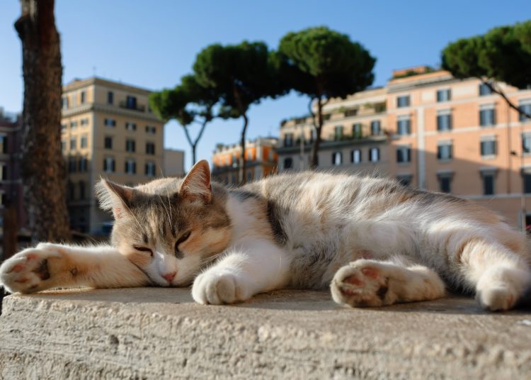 γάτες που κυβερνούν τη Ρώμη