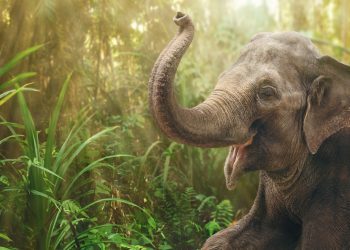 μνήμη ελέφαντα