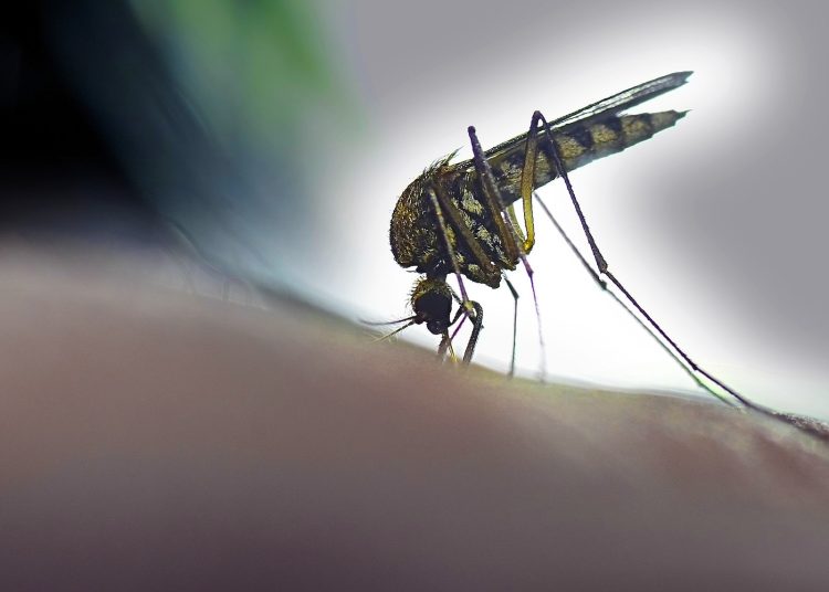 Οι λόγοι που τα κουνούπια σας βρίσκουν ακαταμάχητους