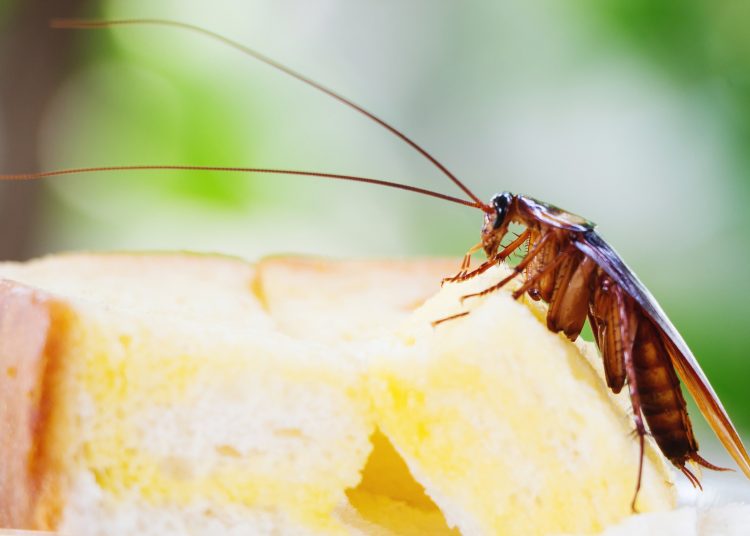 Μύθοι και αλήθειες για τις κατσαρίδες