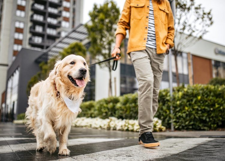 οφέλη που έχουν οι βόλτες για το σκύλο σας