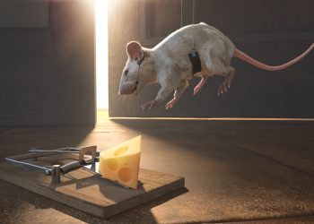 ποντικοπαγίδα