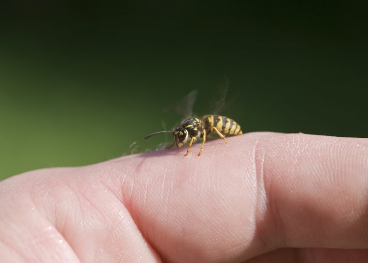 ένα τσίμπημα μέλισσας θεραπεύει την αρθρίτιδα