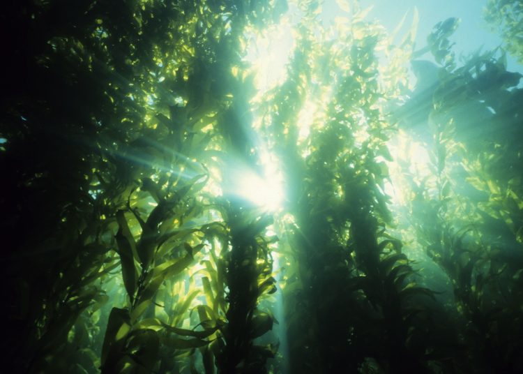 υποβρύχιο δάσος