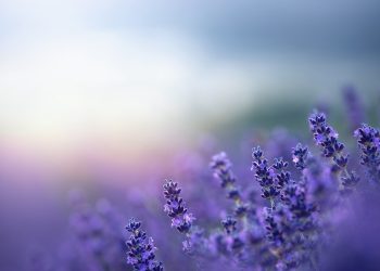 λουλούδια που ανθίζουν όλον το χρόνο