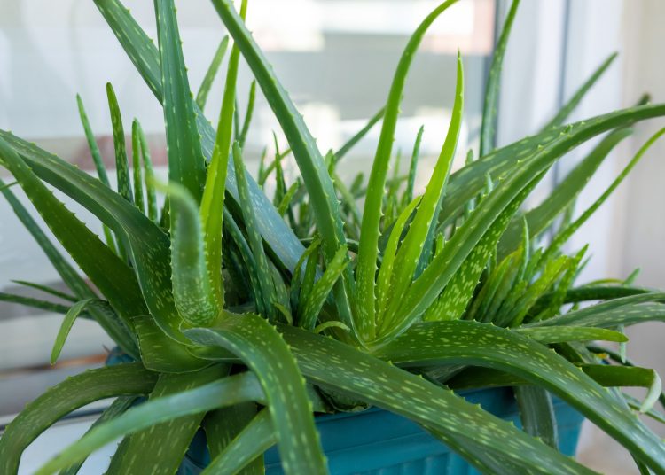 Aloe Vera