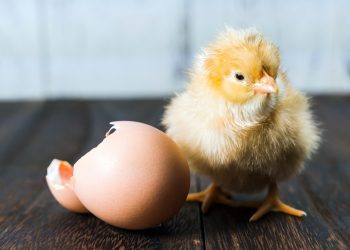 Η κότα έκανε το αυγό ή το αυγό την κότα