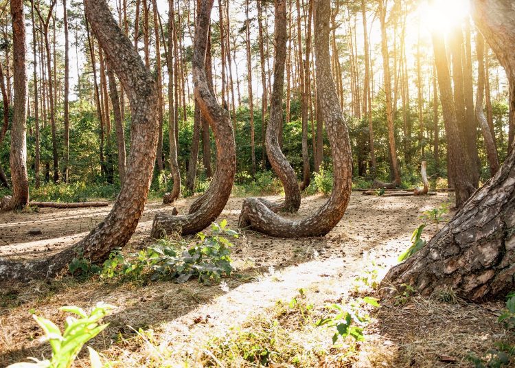«στραβό» δάσος στην Πολωνία
