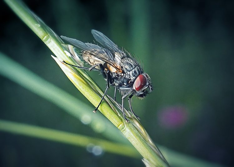 Τι μπορούμε να μάθουμε από μια μύγα
