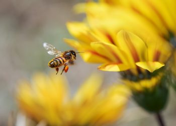 παγκόσμια ημέρα μέλισσας