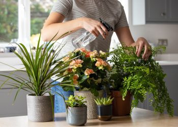 Συμβουλές για διατήρηση των φυτών