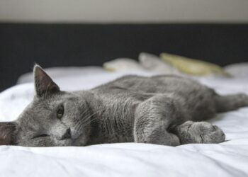 Κατοικίδιο και ύπνος