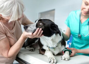 Αντιγηραντικό χάπι για σκύλους