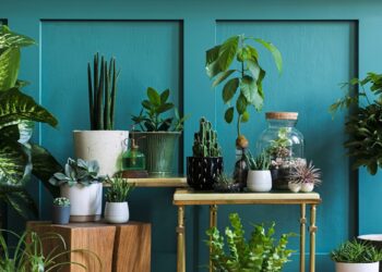 Φυτά που κρατάνε το σπίτι δροσερό