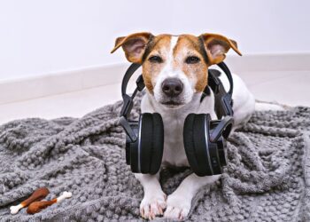 Μουσική και κατοικίδια