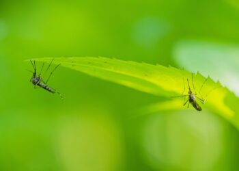 Πώς μπορούμε να διώξουμε τα κουνούπια με φυσικό τρόπο