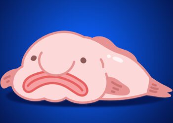 Blobfish