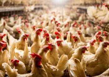 Η κότα έκανε το αυγό ή το αυγό την κότα;