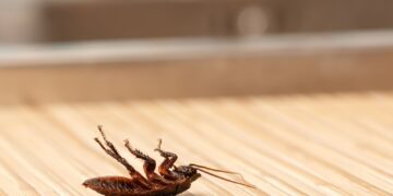 Μπορεί ένα μυρωδικό να κάνει τις κατσαρίδες να το βάλουν στα πόδια;