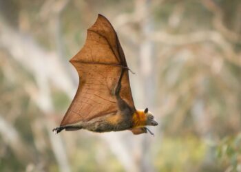 Μύθοι και αλήθειες για τις νυχτερίδες