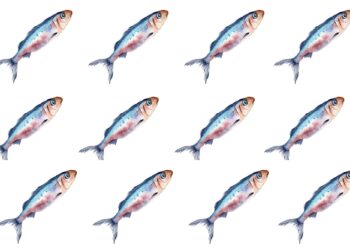 Σαρδέλες: Μία υποτιμημένη υπερτροφή