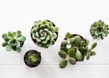 Τα 5 φυτά που πρέπει να απομακρύνετε από το σπίτι σας επειδή φέρνουν ατυχία