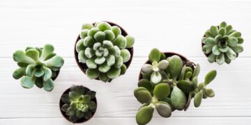 Τα 5 φυτά που πρέπει να απομακρύνετε από το σπίτι σας επειδή φέρνουν ατυχία