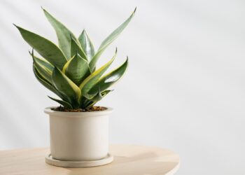 5 φυτά εσωτερικού χώρου που δεν «πεθαίνουν» με τίποτα