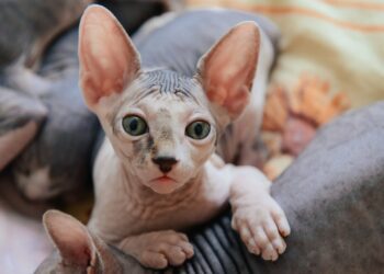 Γάτα Sphynx