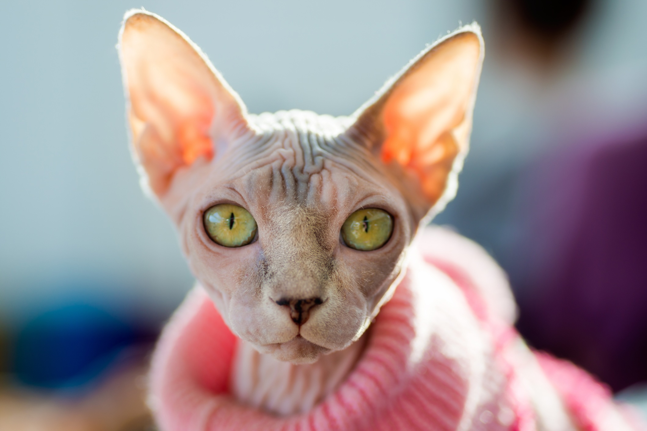 Γάτα Sphynx