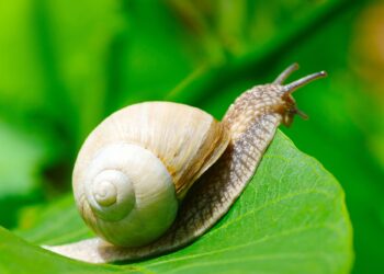 Μπορούν τα σαλιγκάρια να θεραπεύσουν την τυφλότητα;